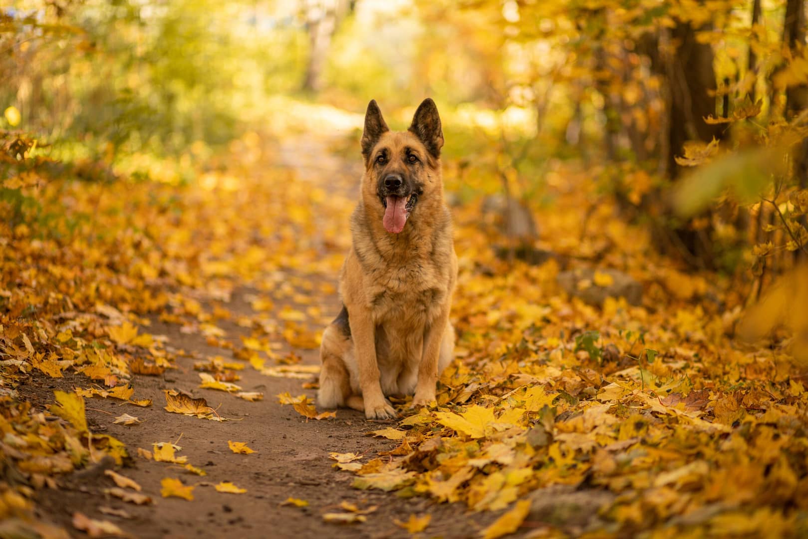 German Shepherd life span