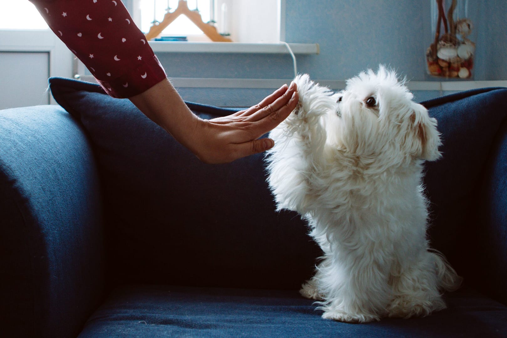 smart maltese dog