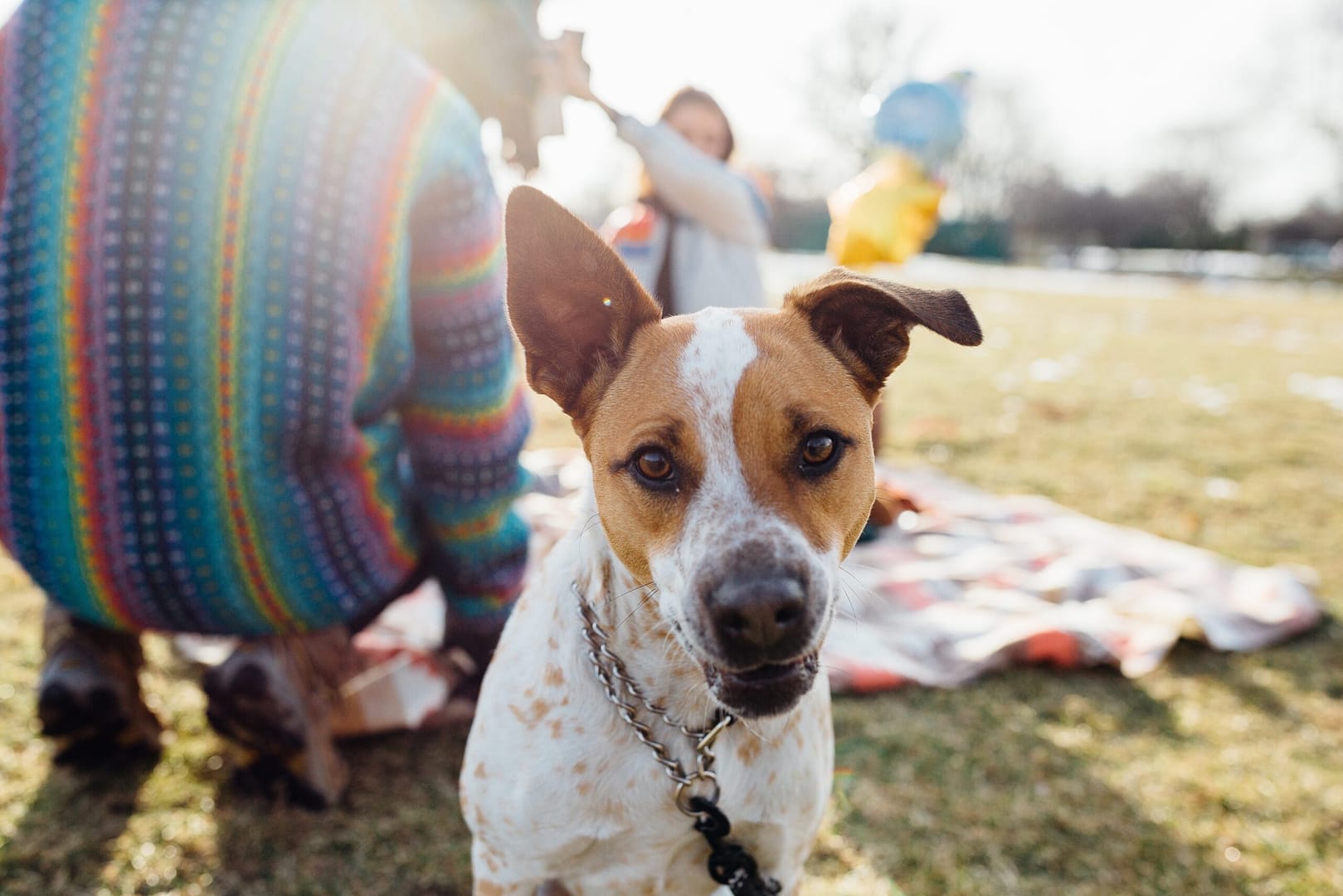 What colors can dogs see?