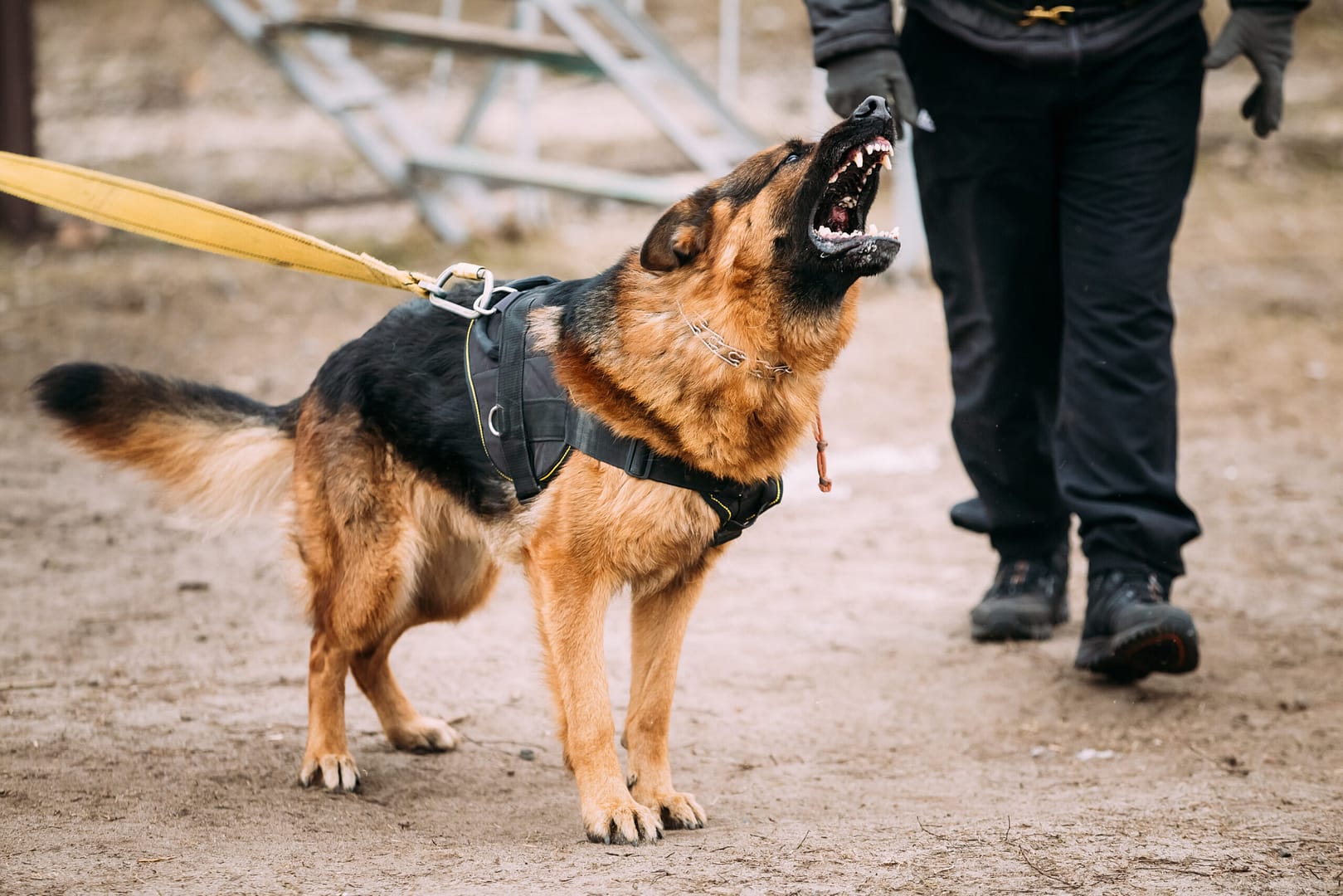 aggressive German Shepherd Dog training