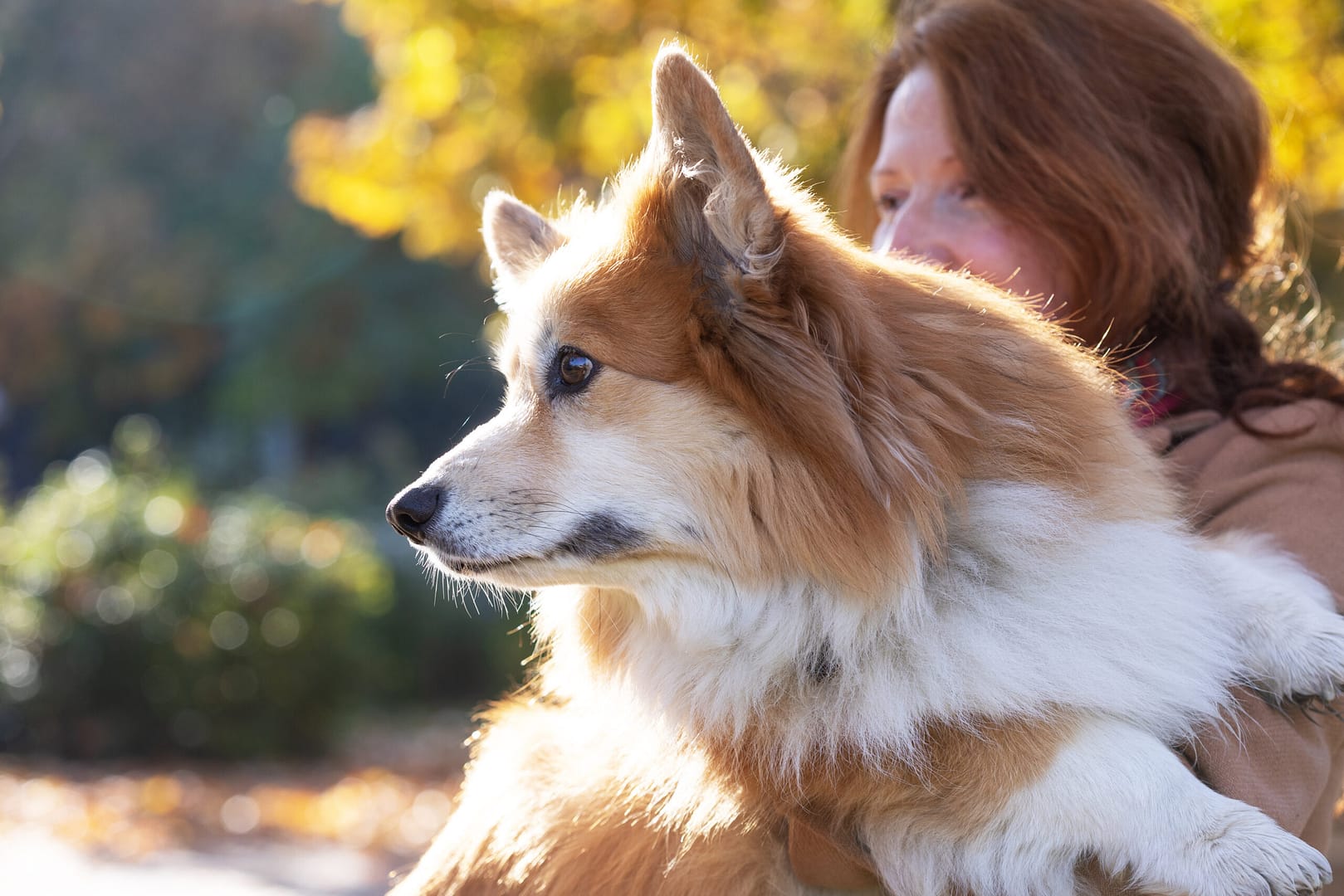 How long are dogs in heat?