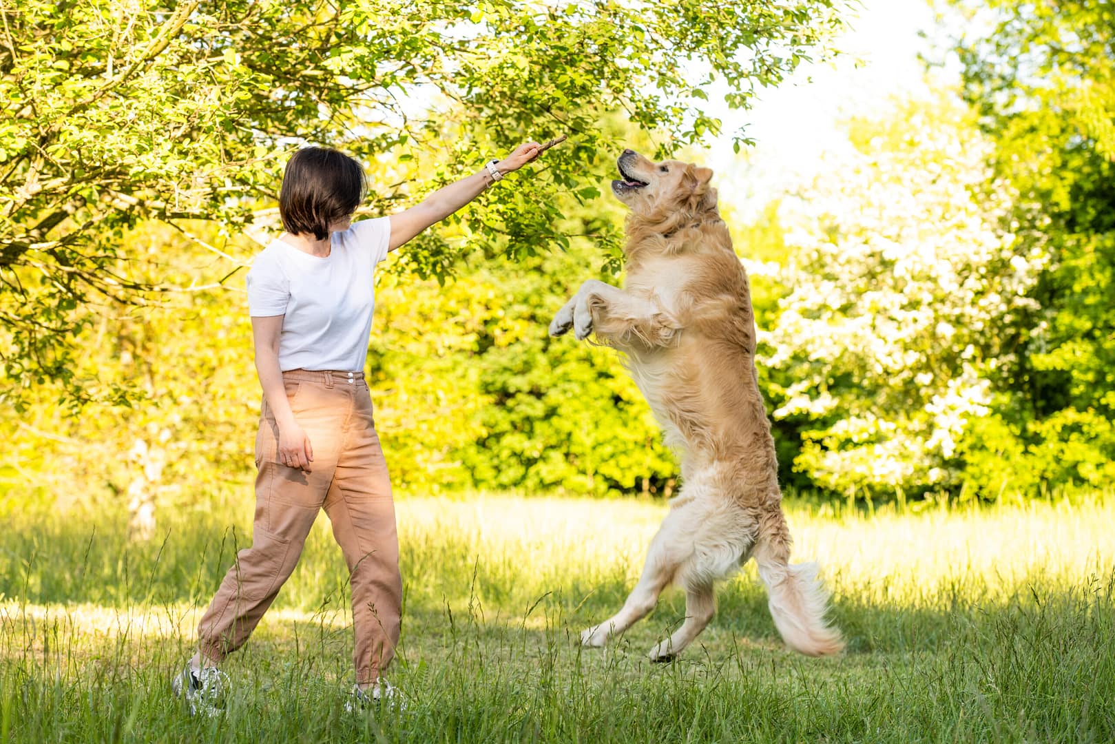 How to train a Golden Retriever?