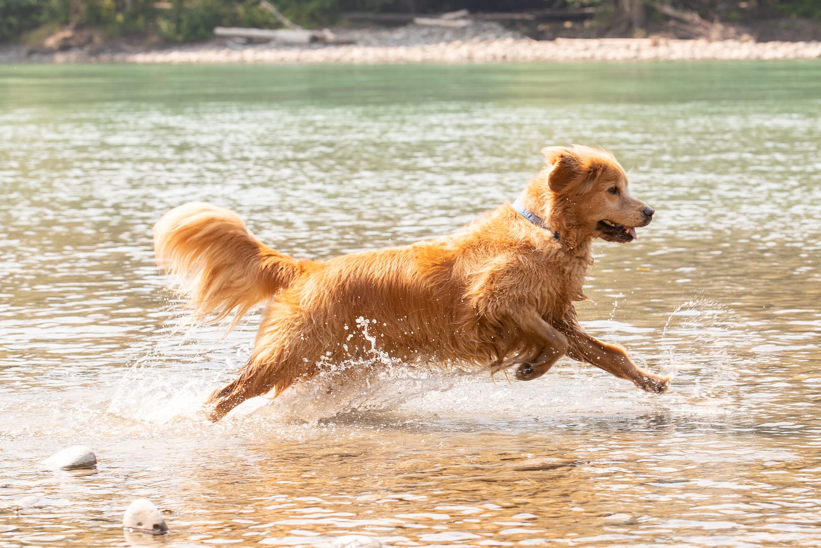 What were Golden Retrievers bred for?