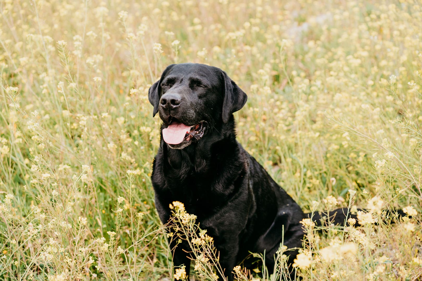 labrador retriever weight