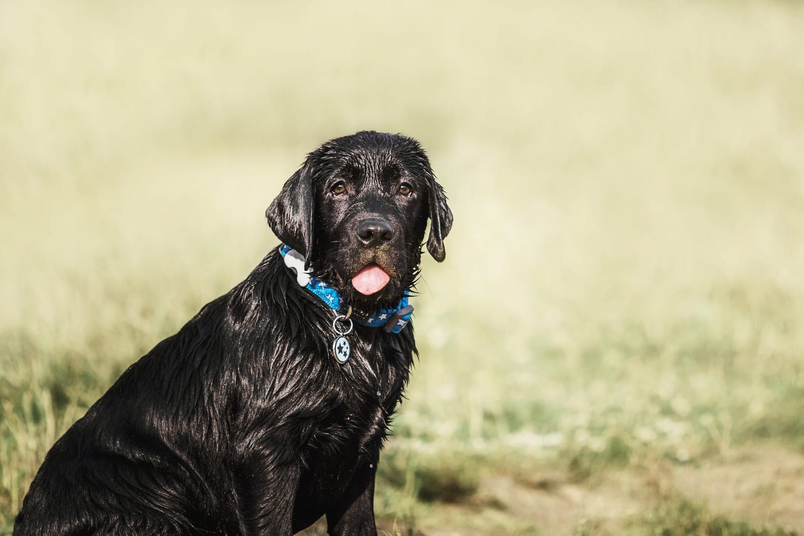 hypoallergenic labrador retriever