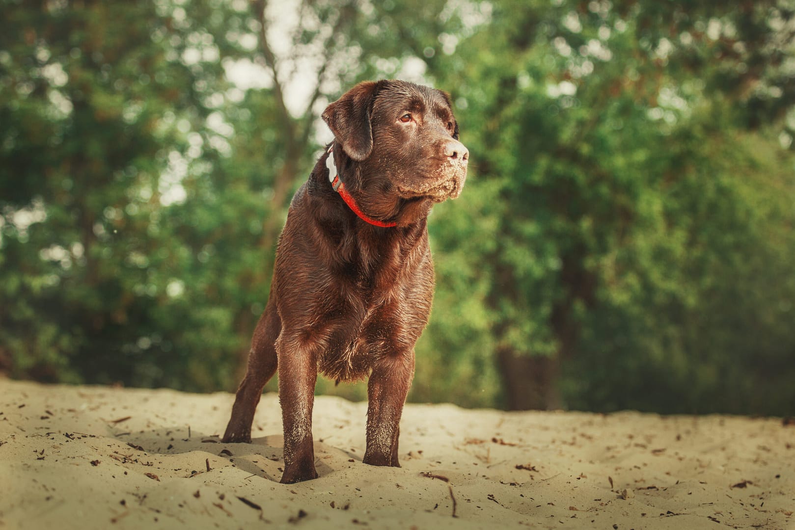 when labrador retriever stops growing