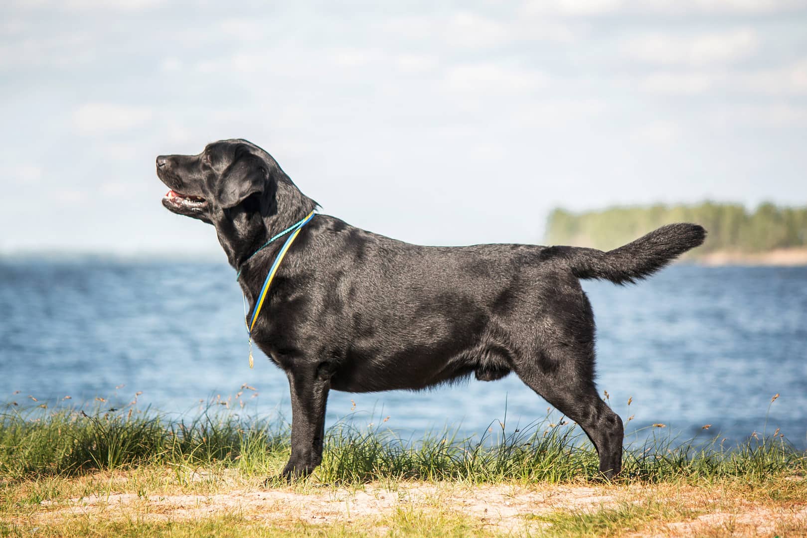 labrador retriever height and weight