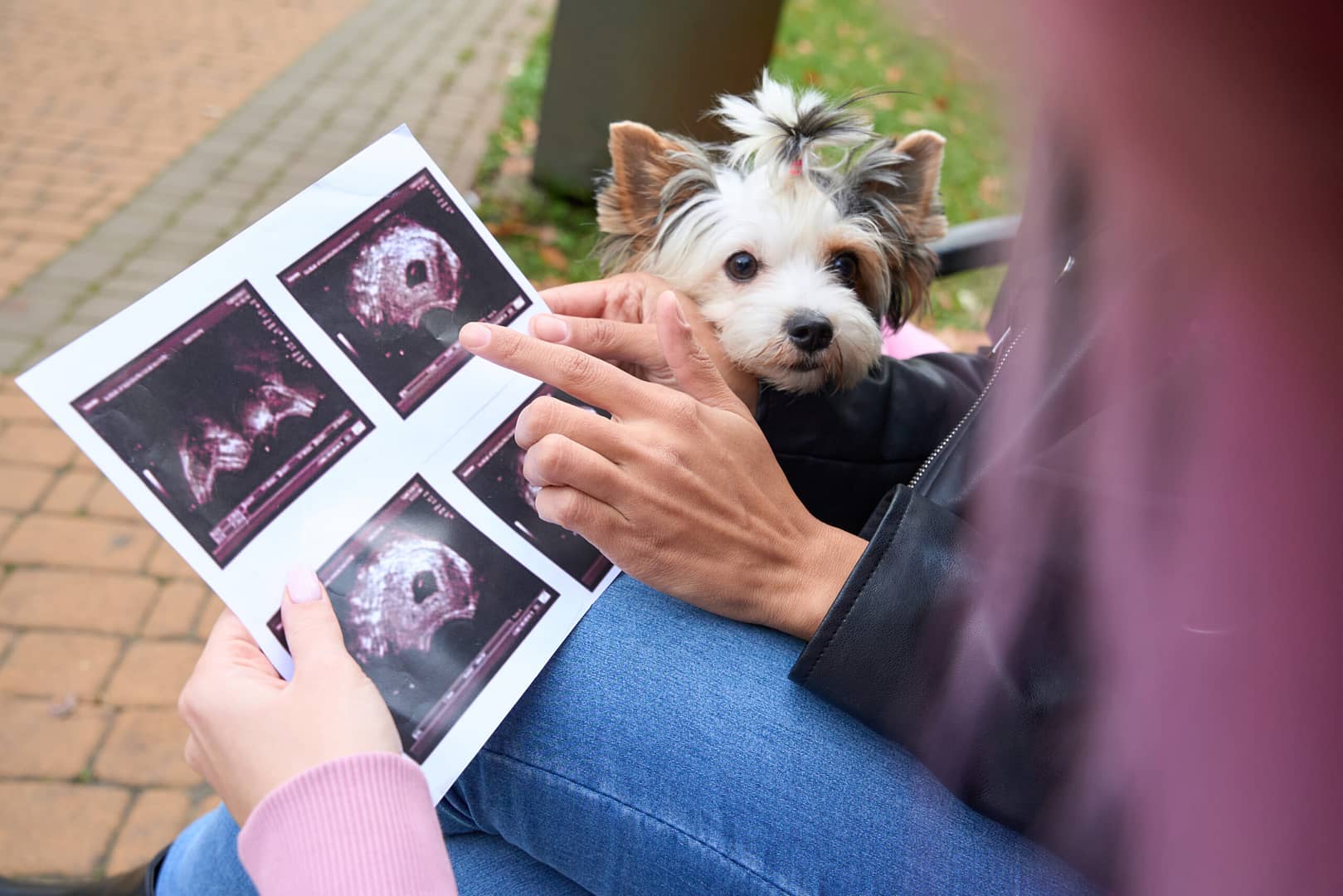 How long are dogs pregnant?