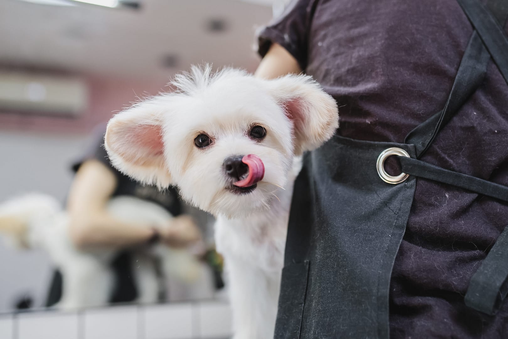 Maltese dog grooming