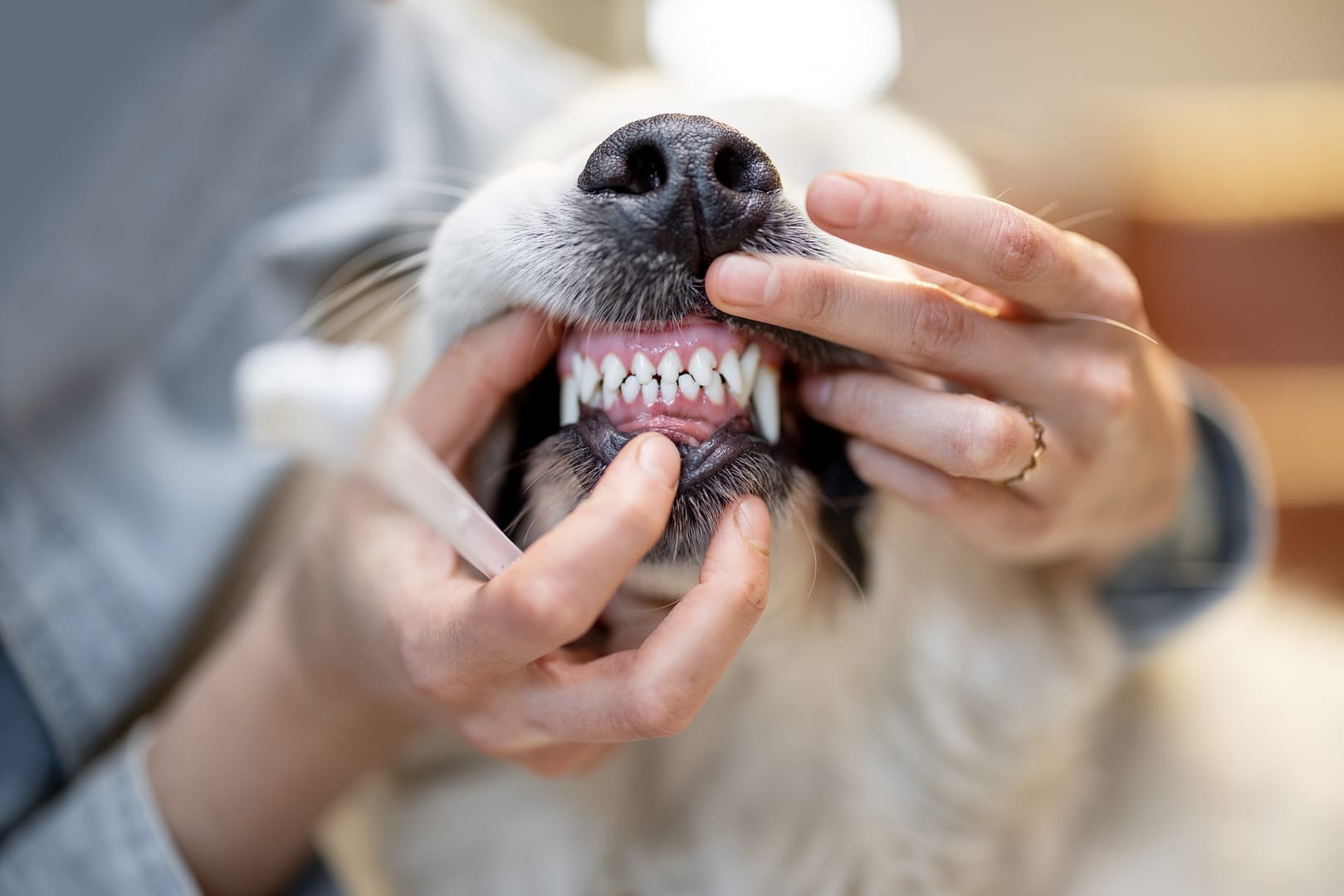 Do Golden Retrievers bite?