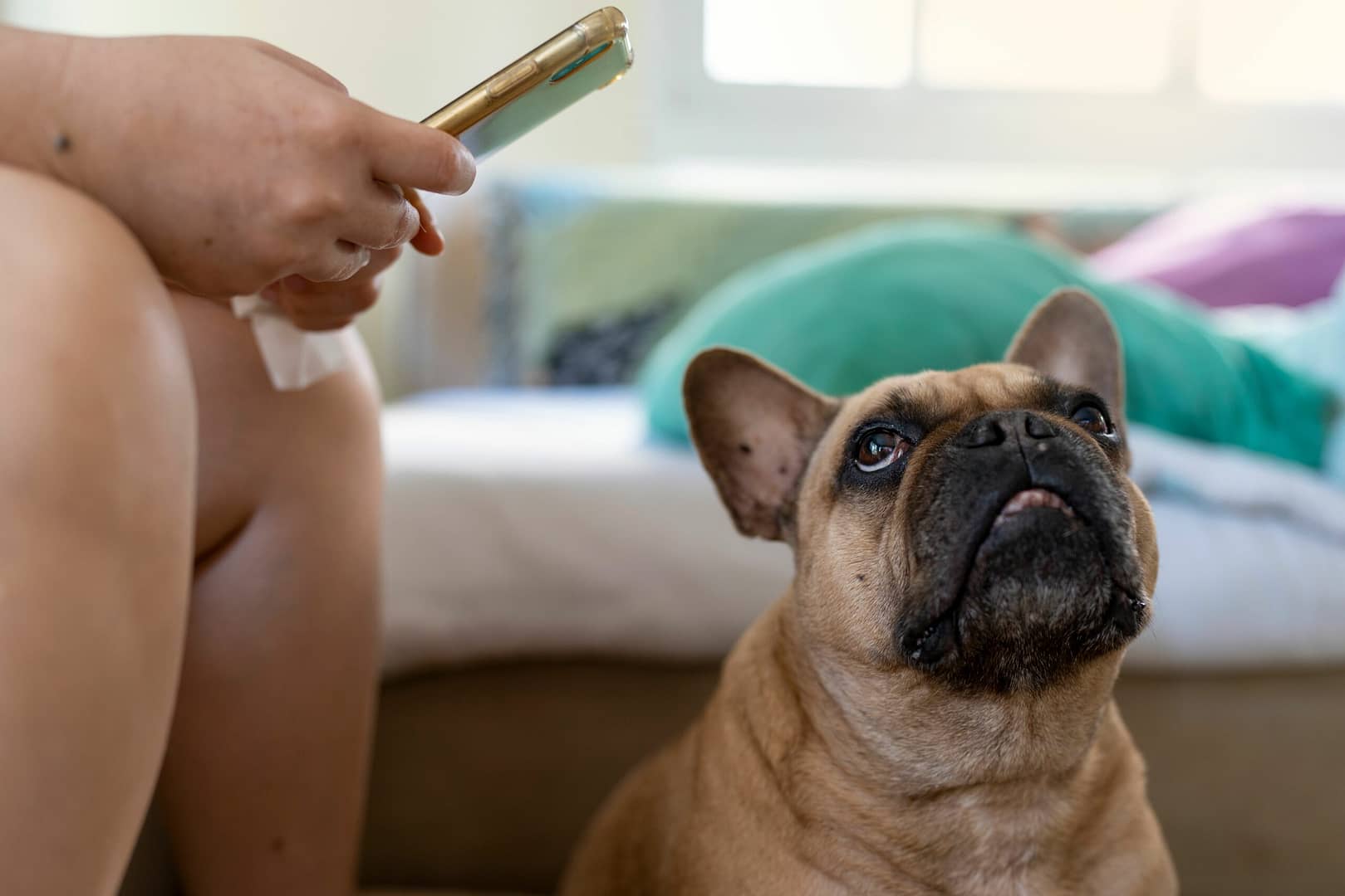 french bulldog sheds