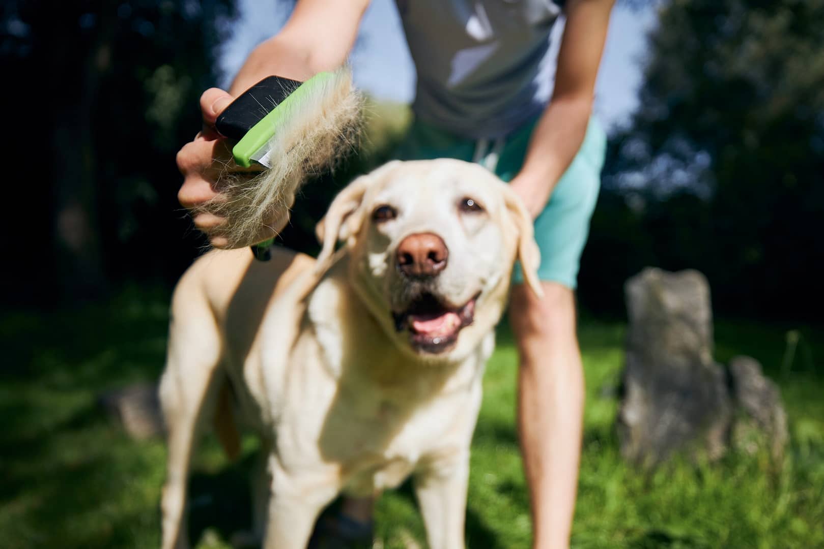 labrador retriever sheds