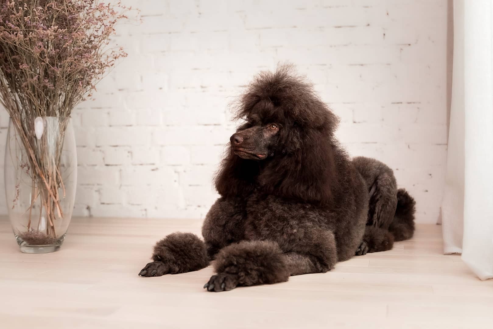 poodle dog