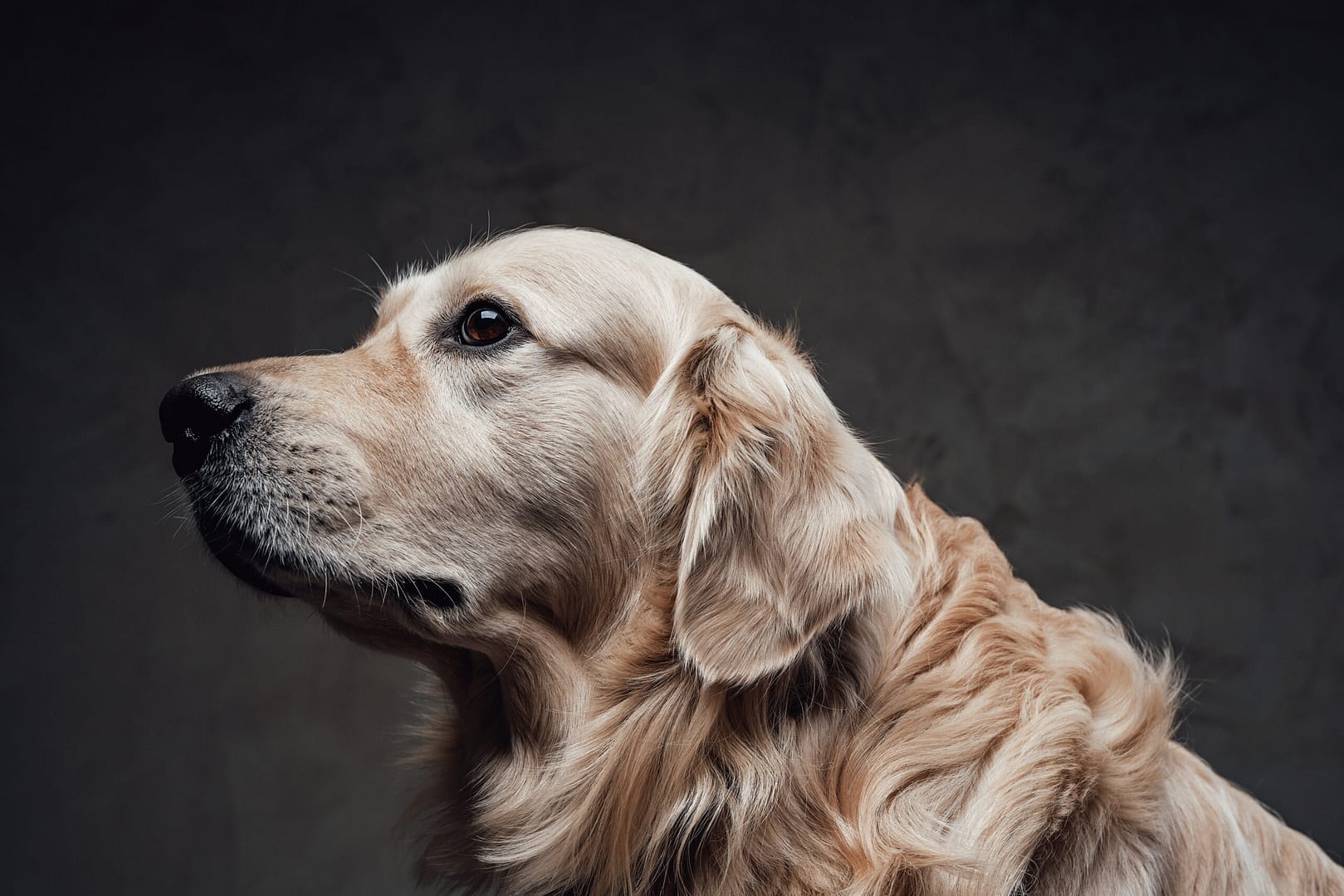 Do Golden Retrievers bark a lot?