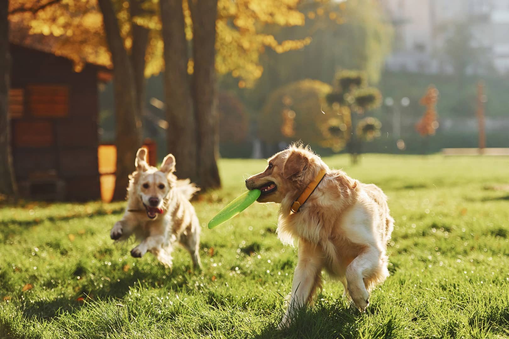 When do Golden Retrievers calm down?