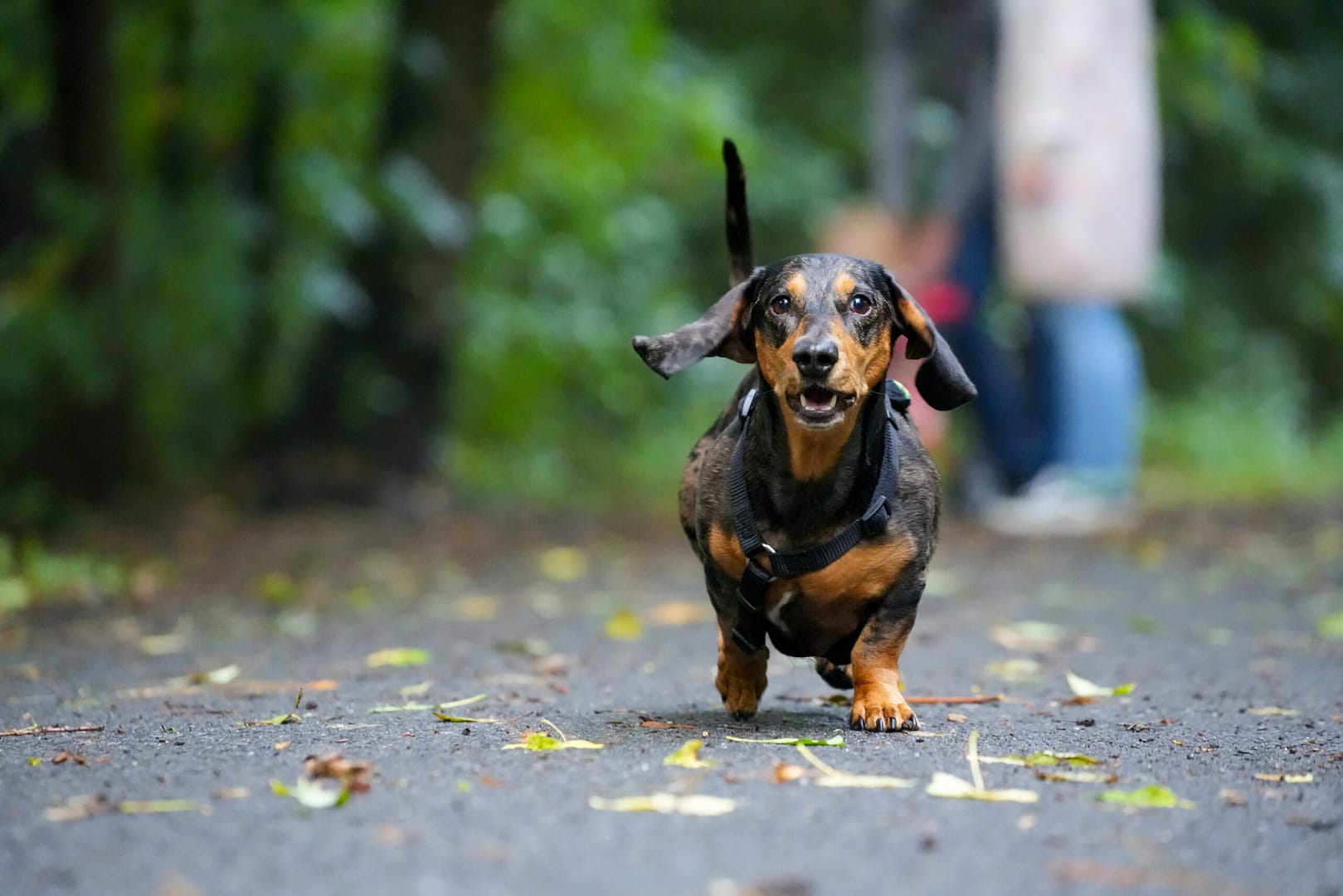 Dachshund dog