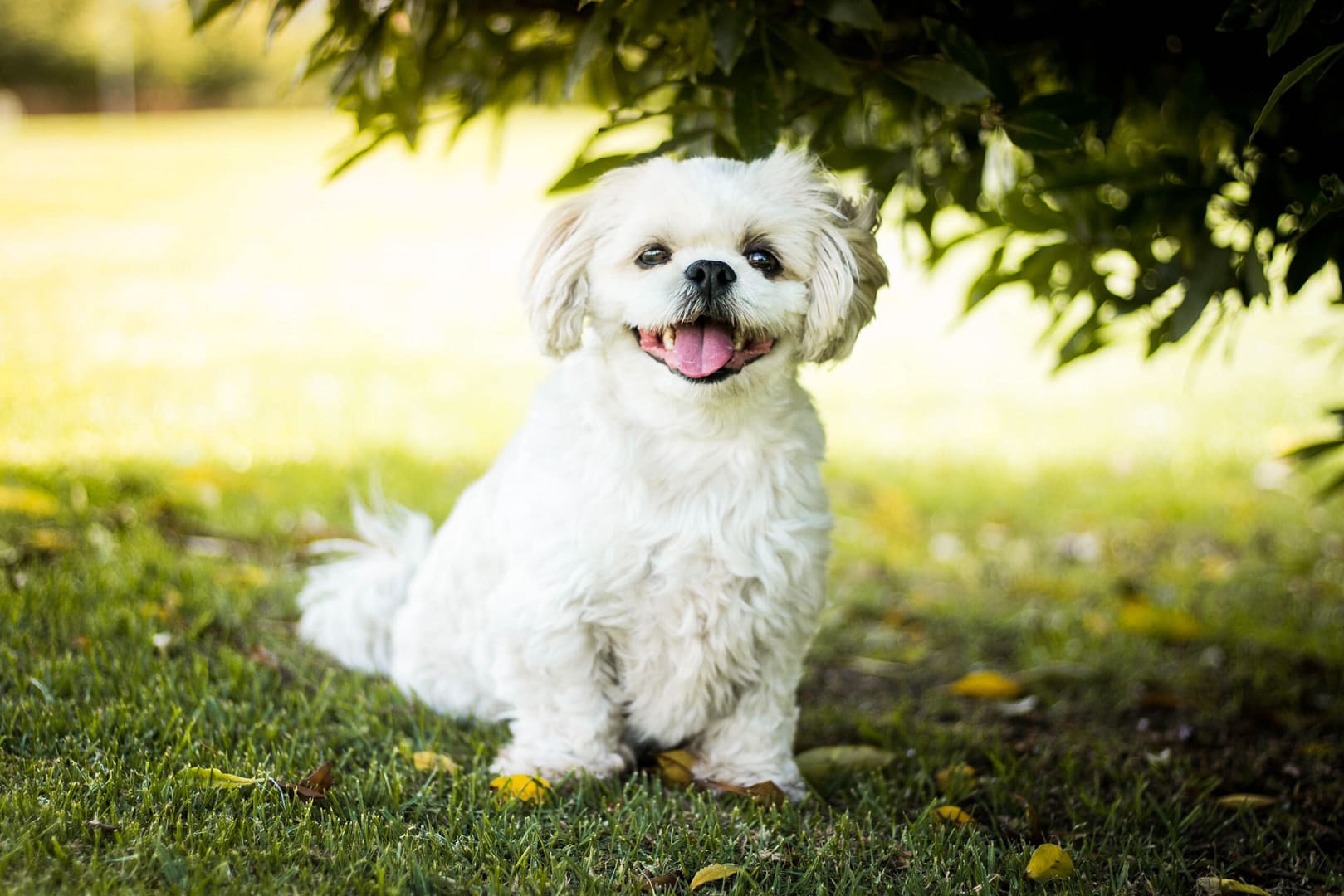 When does Maltese dog stop growing