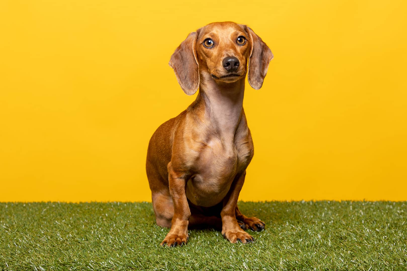 smart dachshund