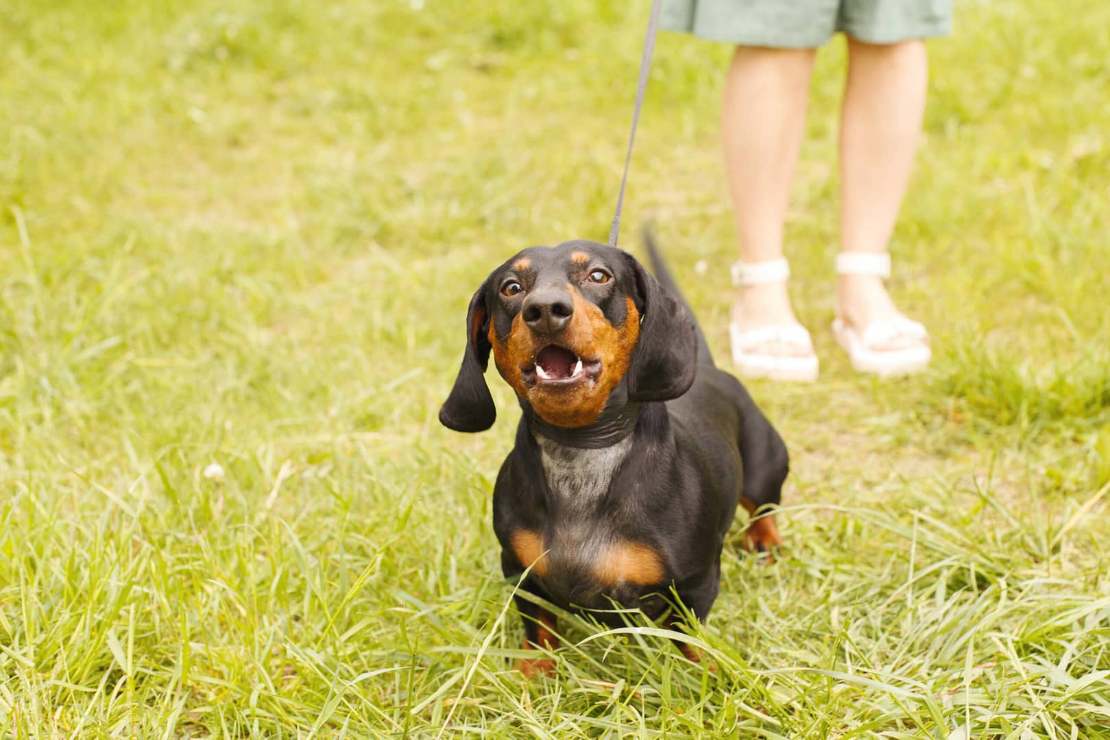 dachshund barks