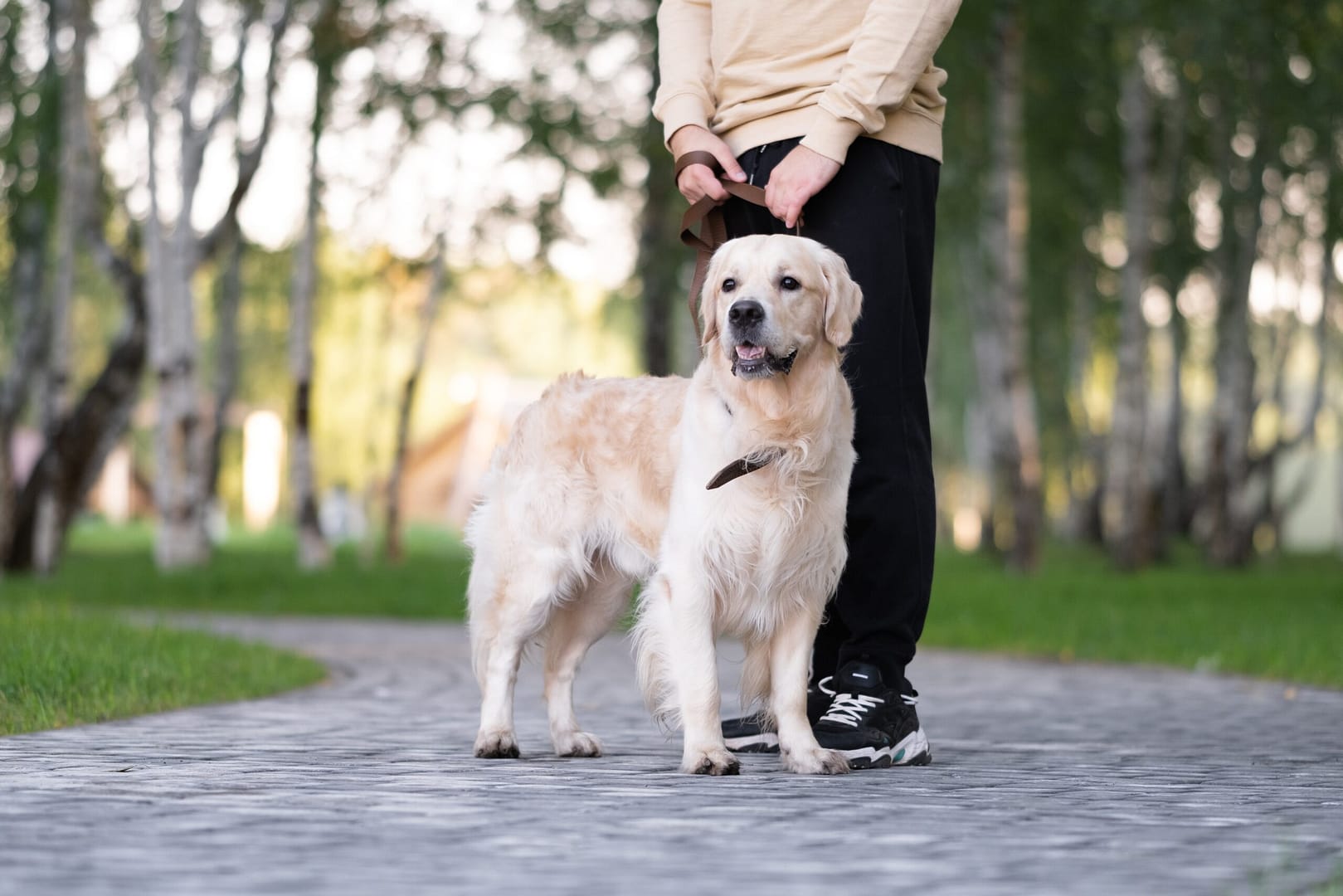 Are Golden Retrievers protective dogs?