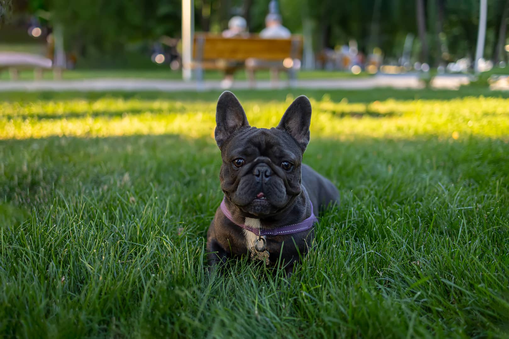 french bulldog potty training