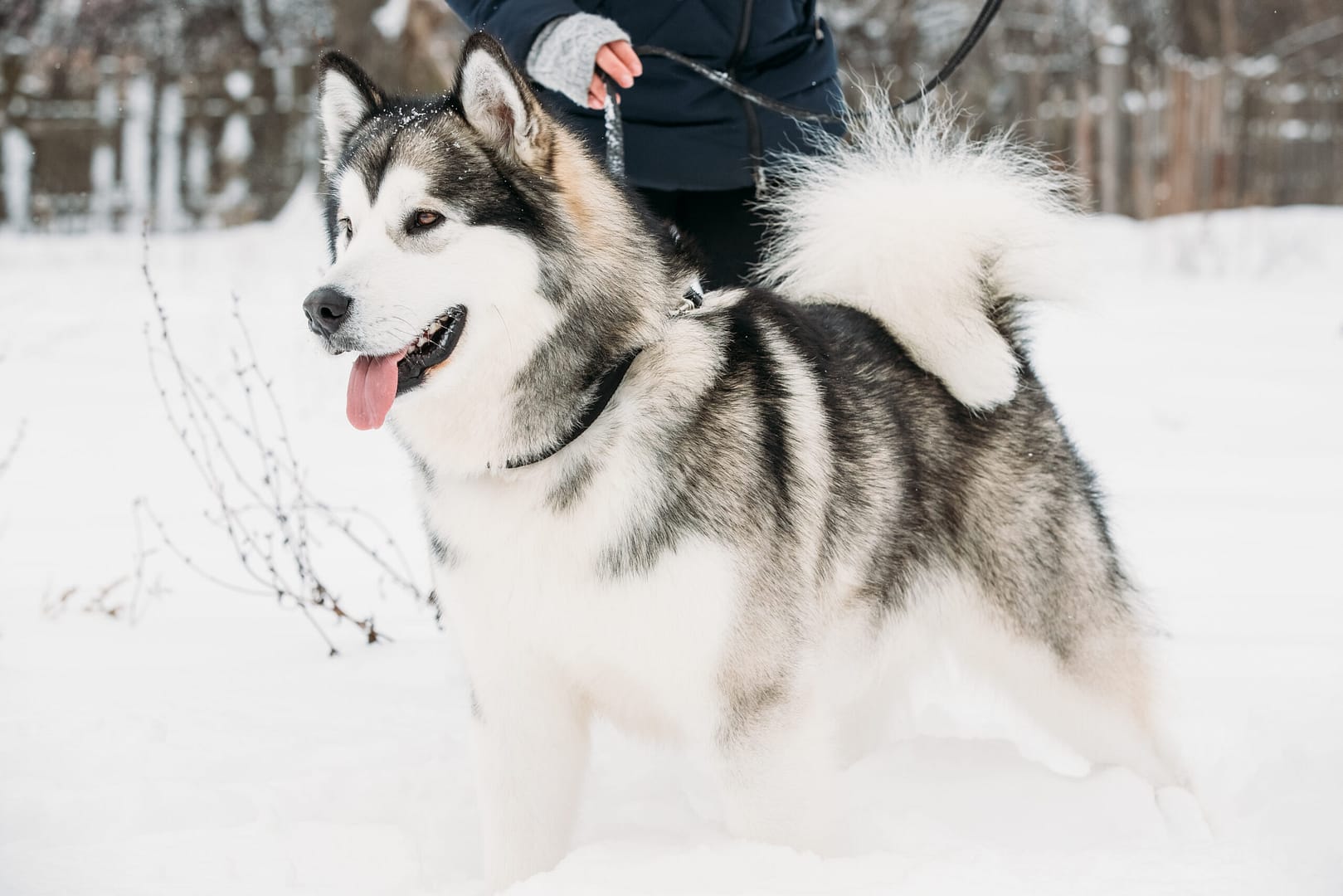 Alaskan Malamute and Siberian Husky difference