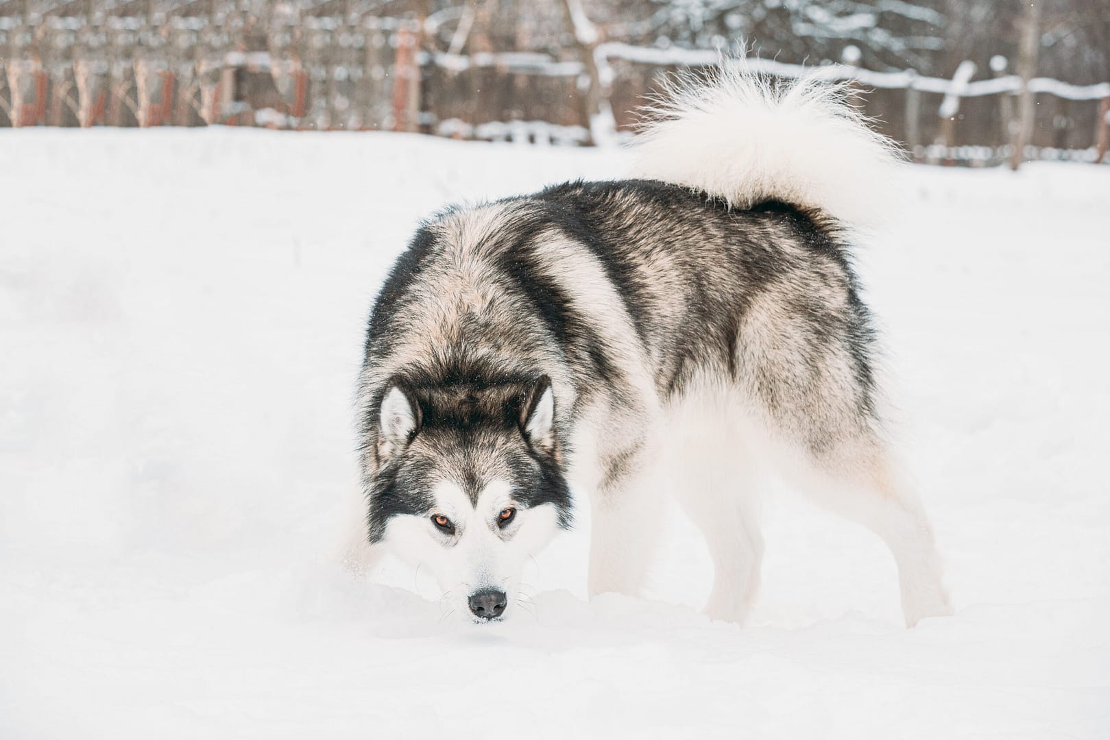 Alaskan Malamute cold snow