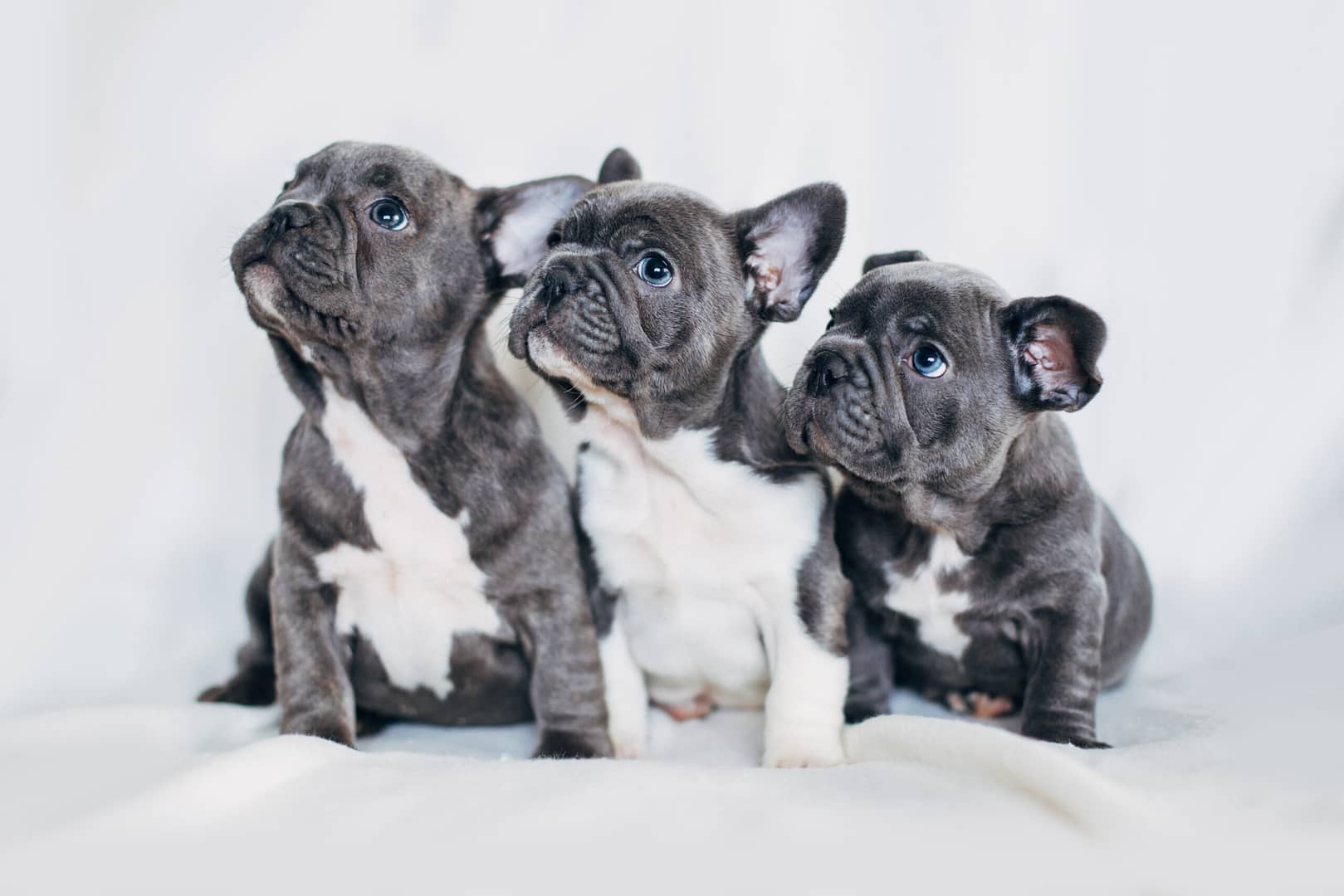 French Bulldog litter