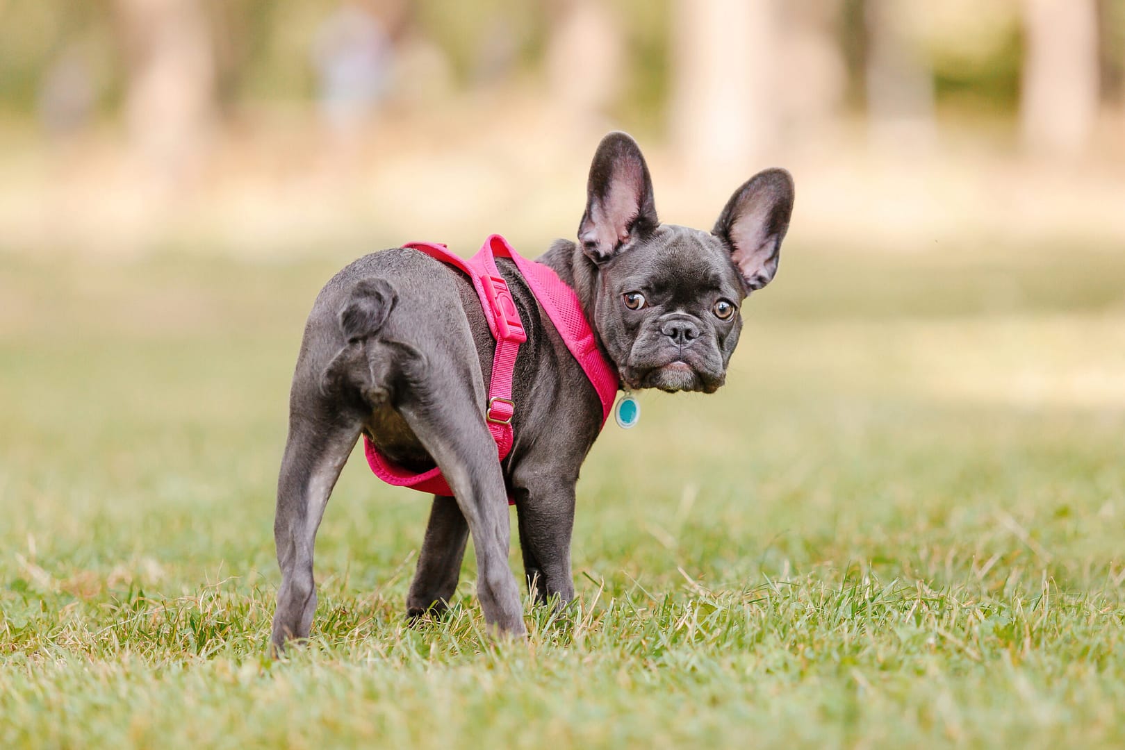 french bulldog tail