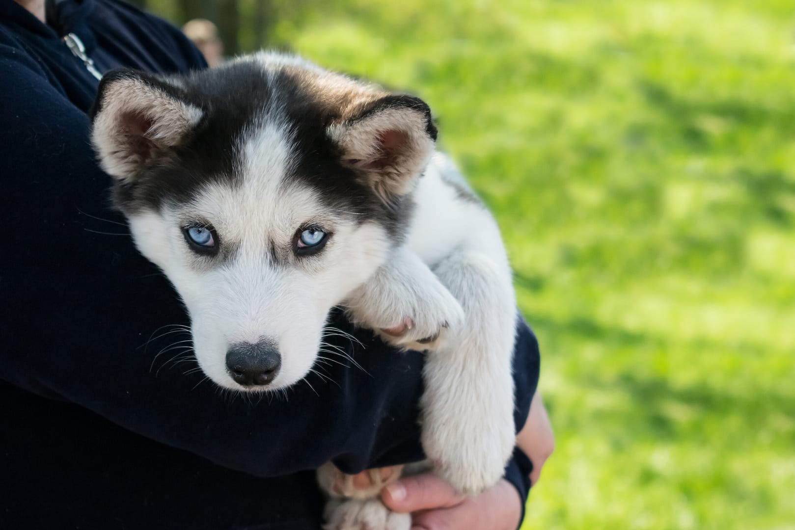 Siberian husky lifespan