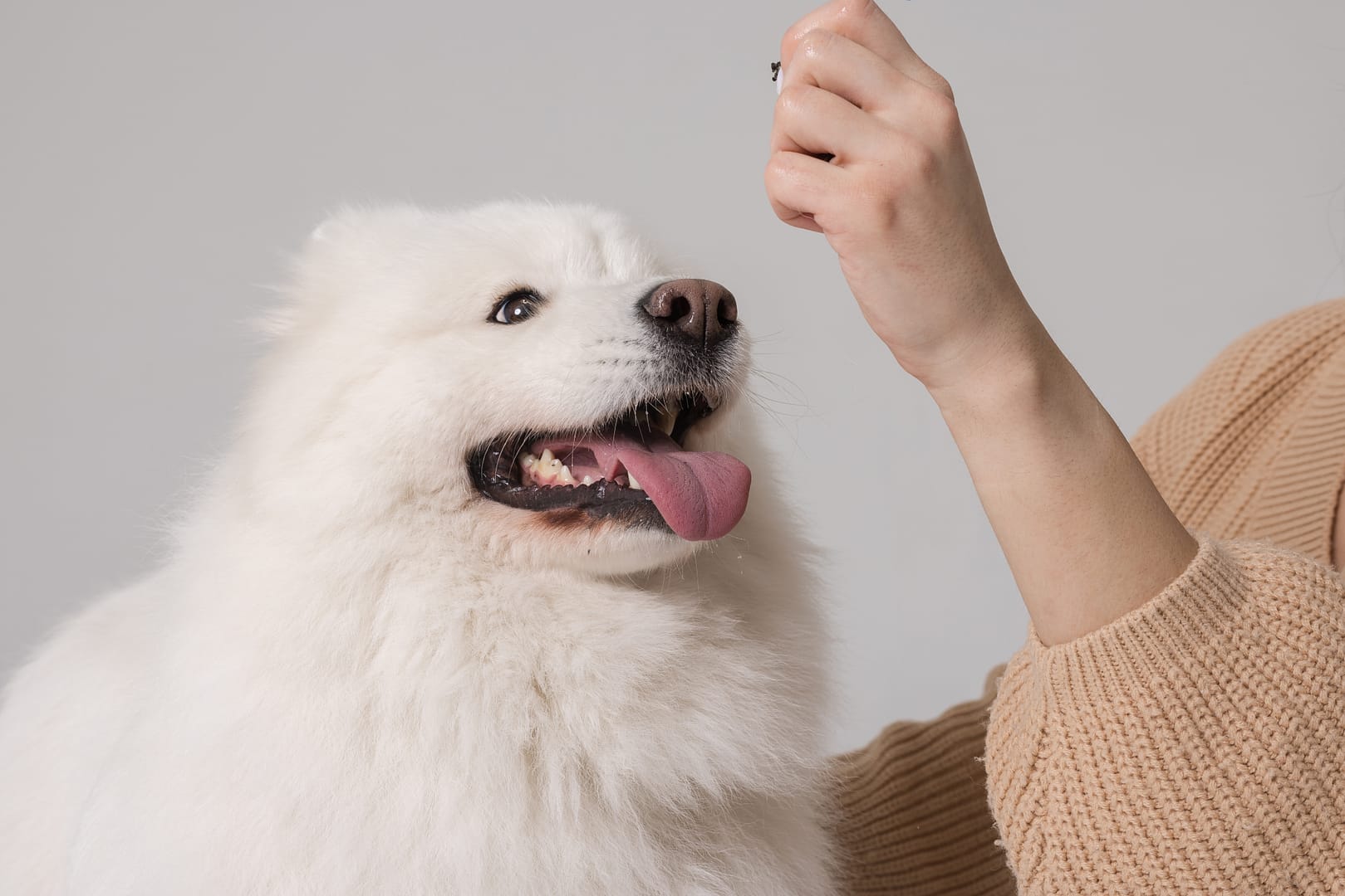 can dogs eat chickpeas