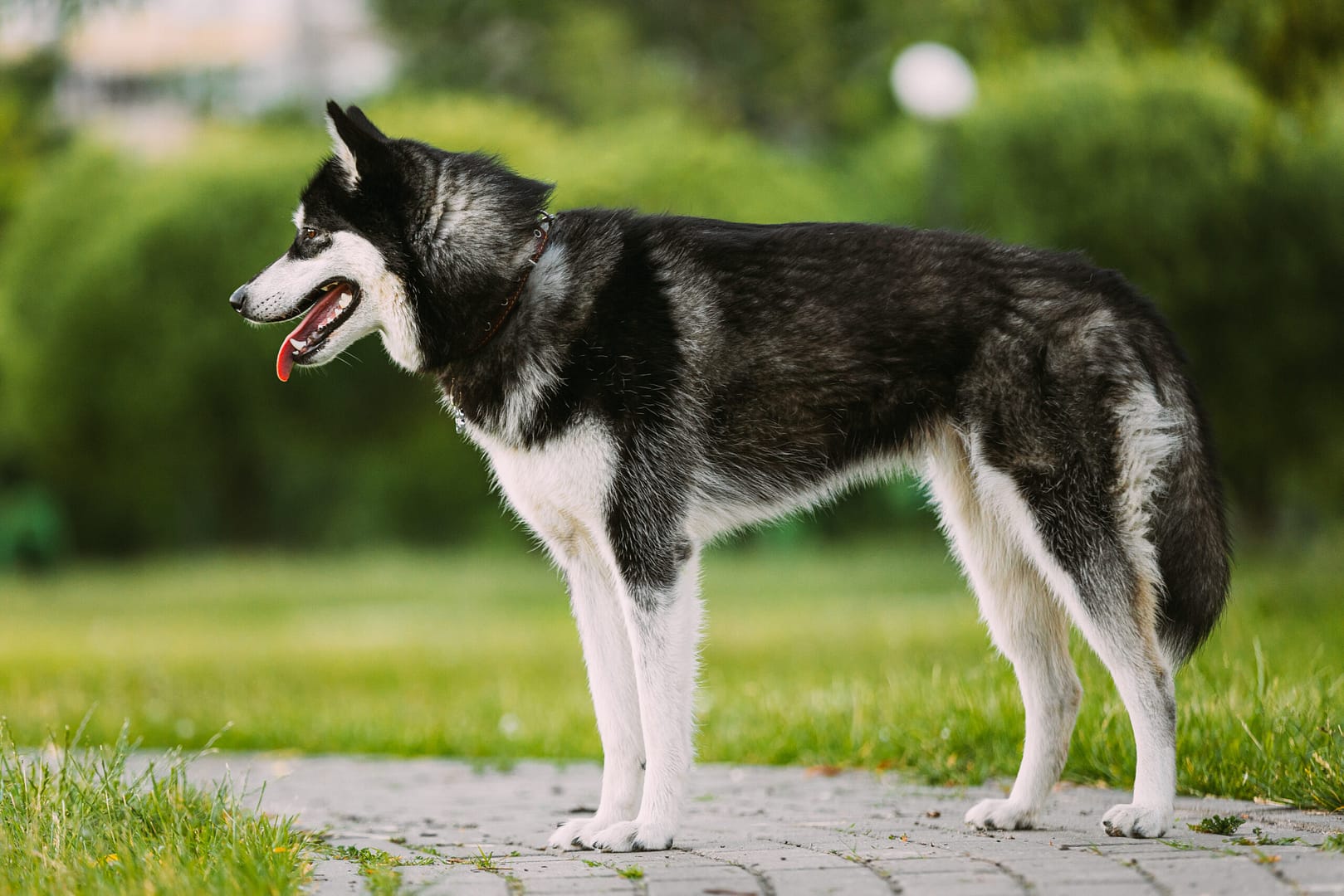 Siberian Husky Dog size height and weight