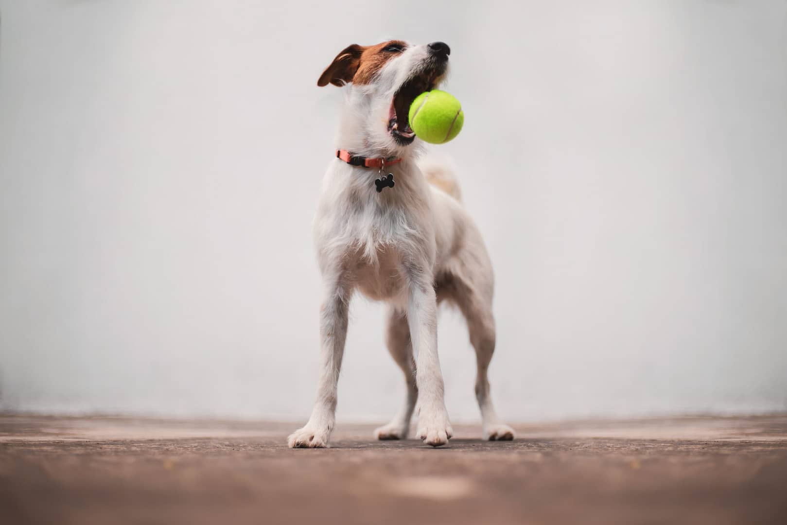 dog playing with a tennis ball