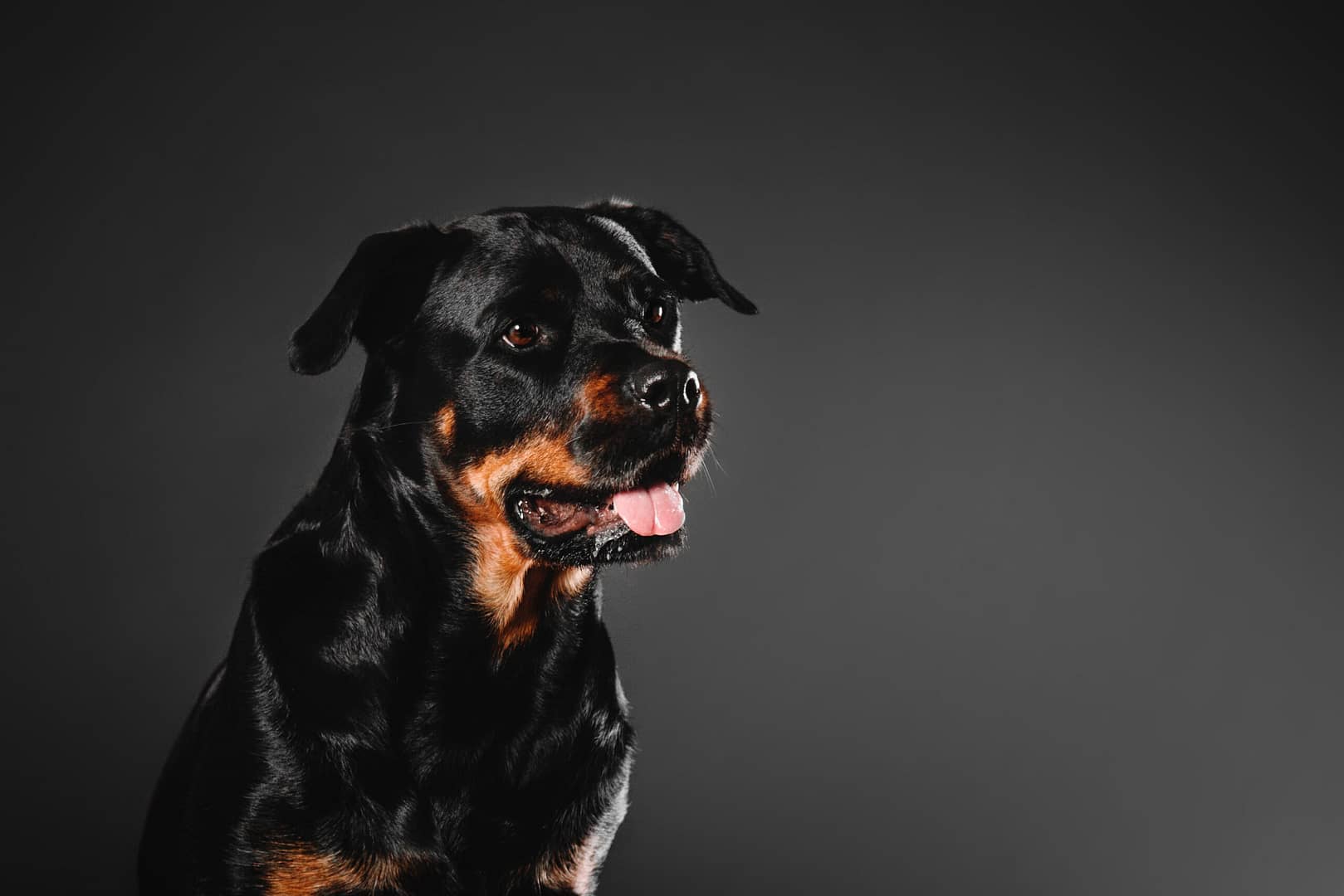 happy rottweiler growls