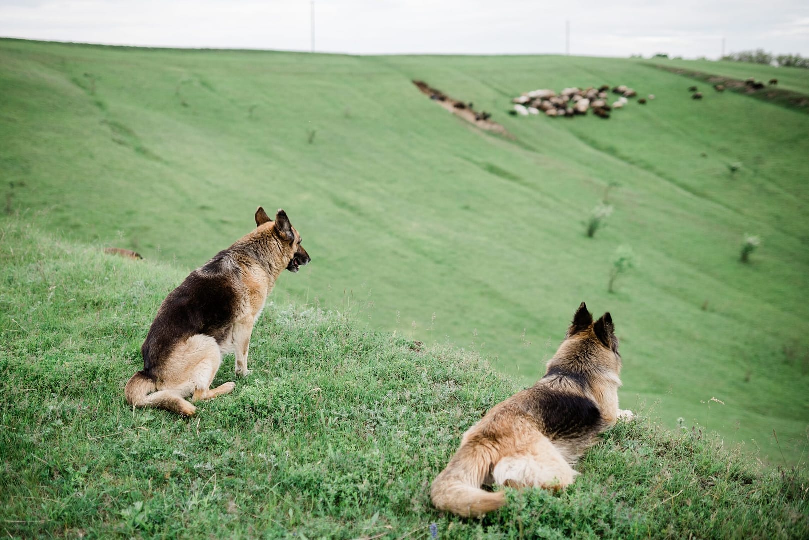 german shepherd herding