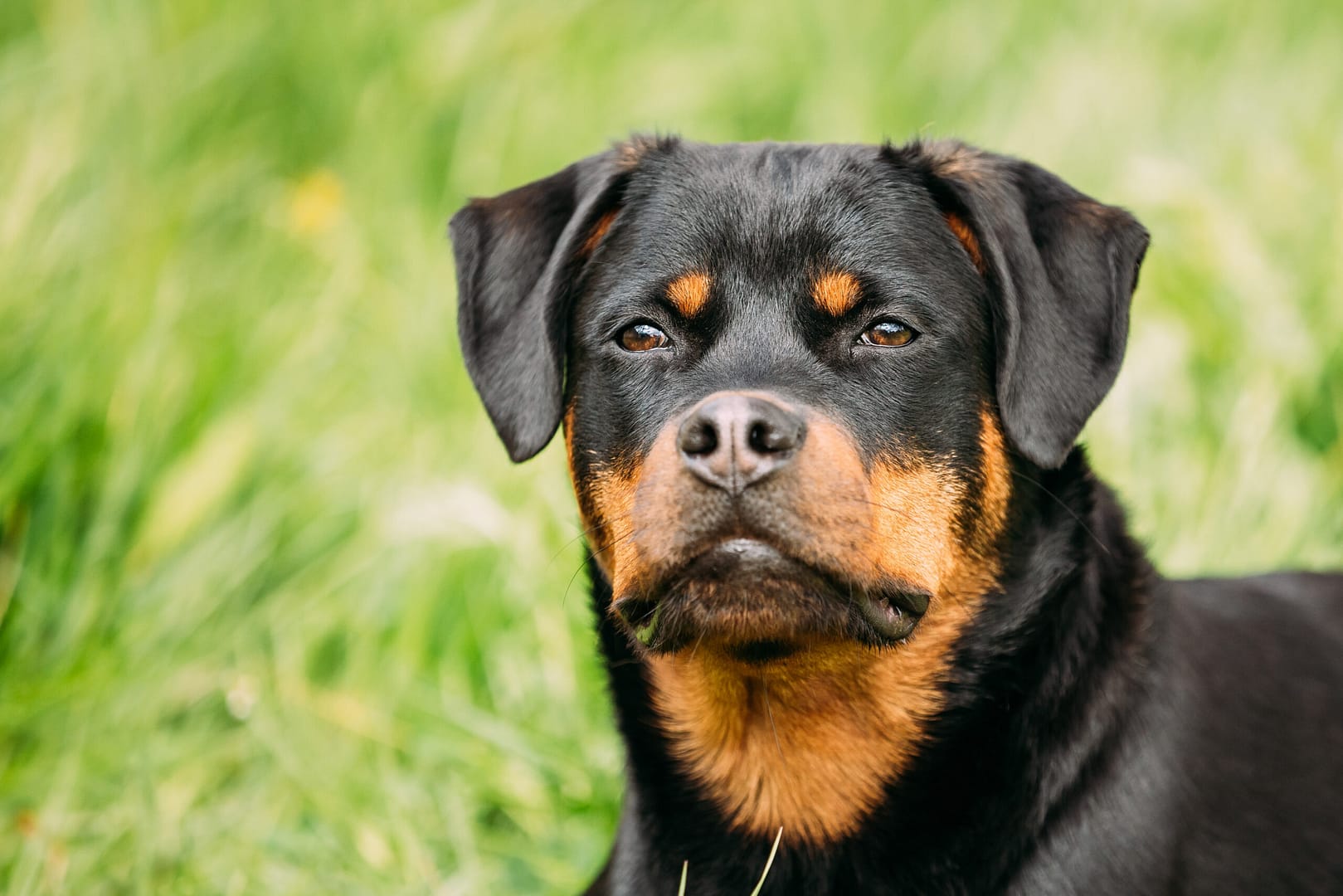 Rottweiler drooling