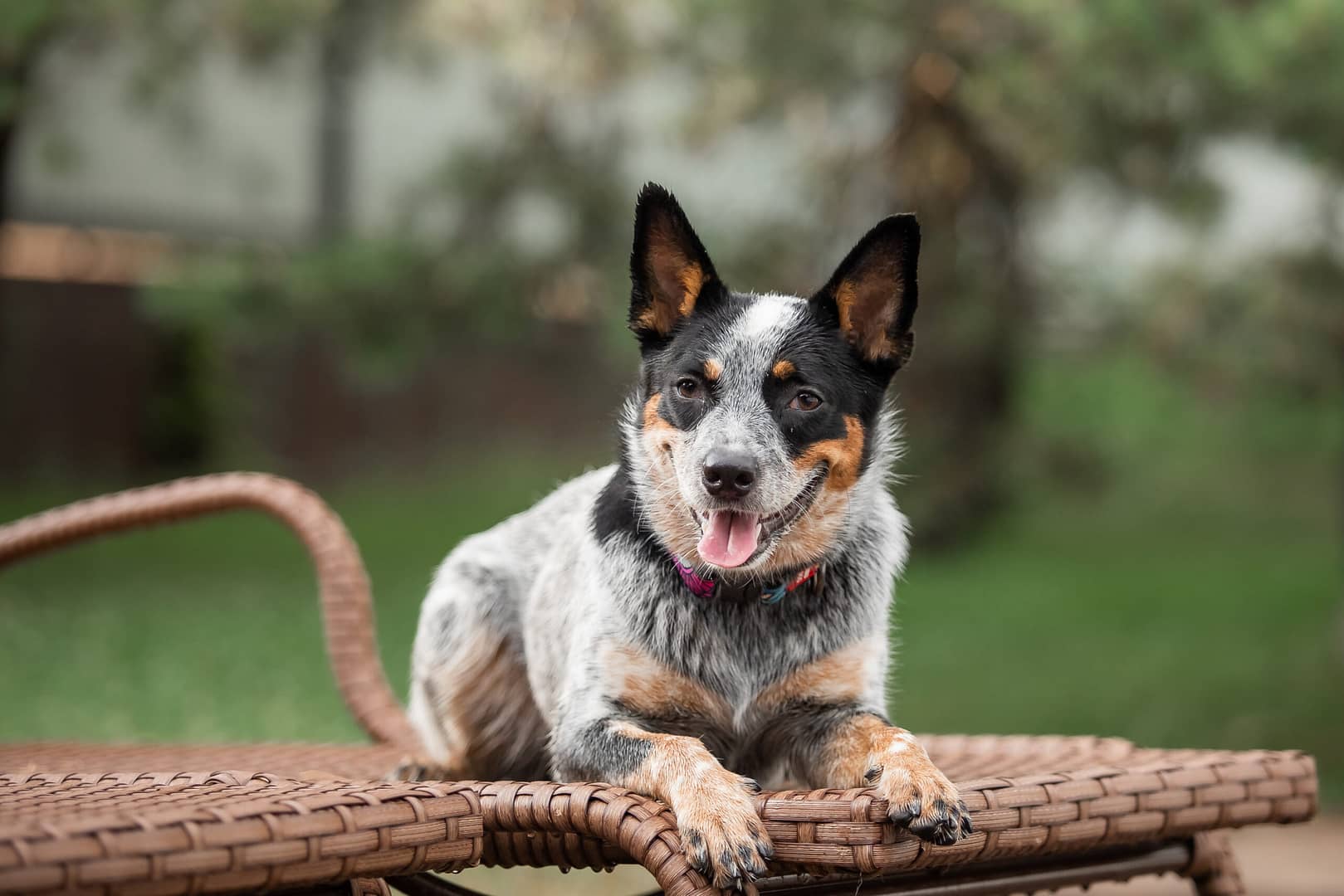 australian cattle dog life span