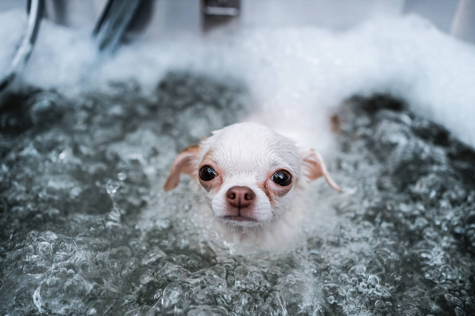 chihuahua swimming