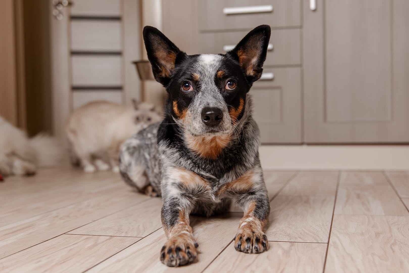 australian cattle dog blue heeler