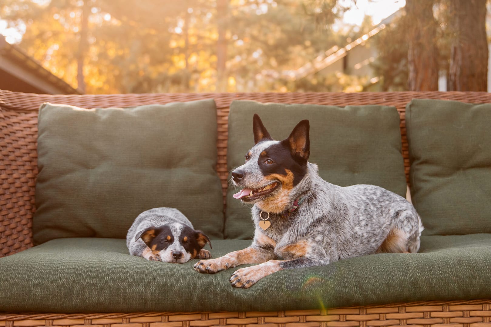 australian cattle dog size