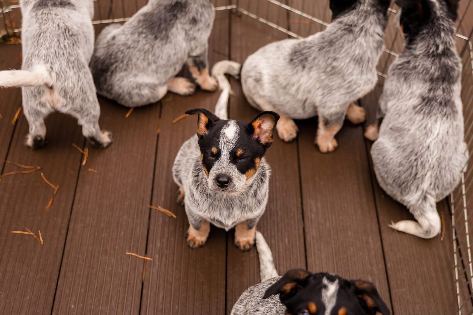 Australian cattle dog puppy