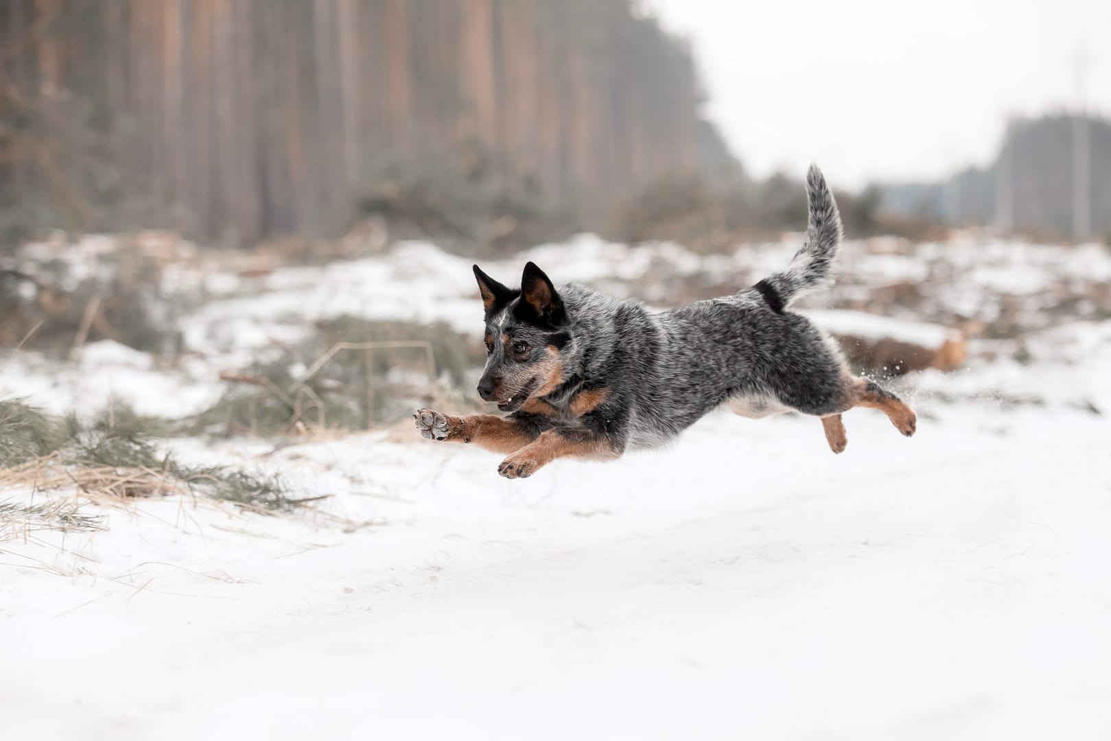 australian cattle dog running speed