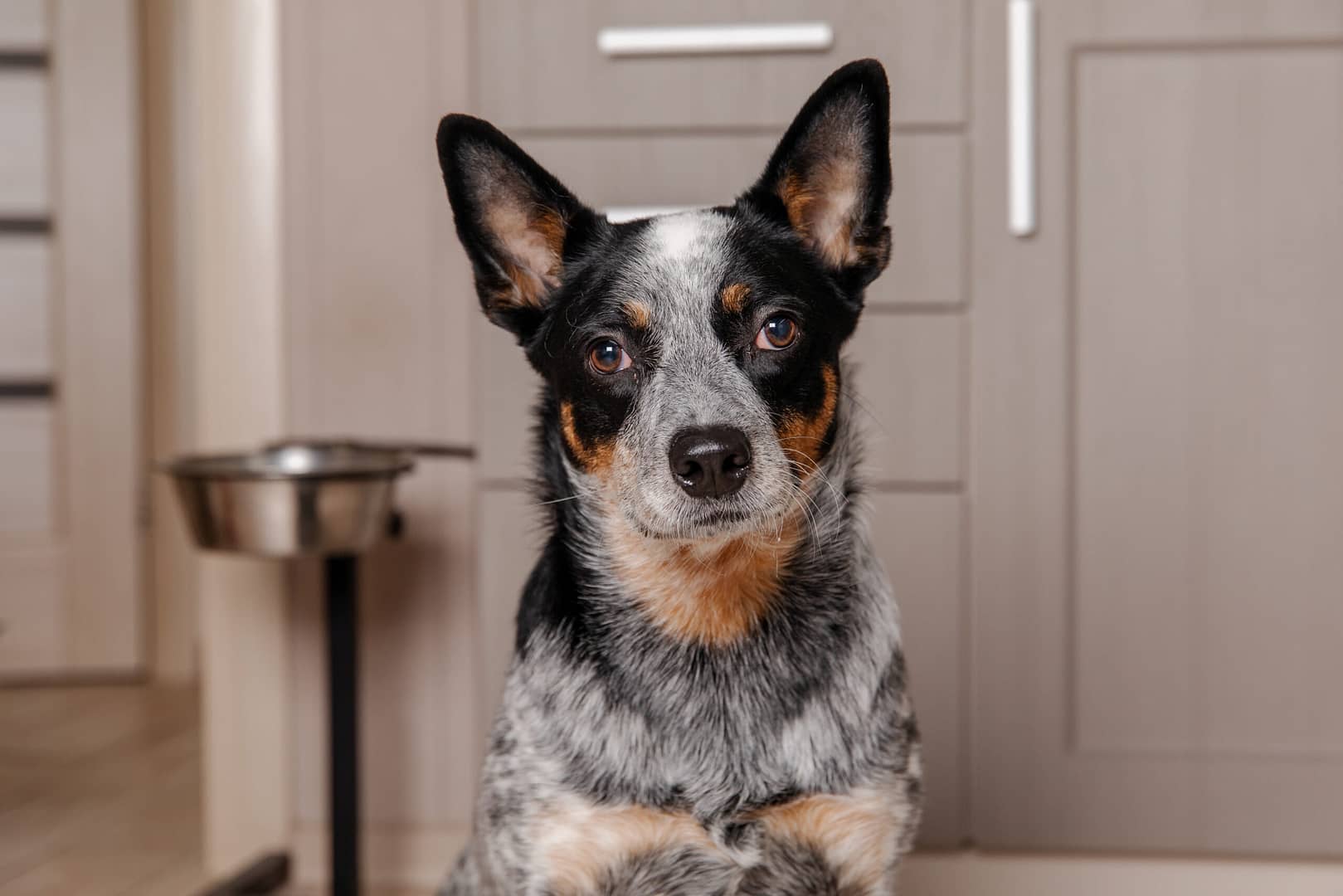 australian cattle dog aggressive