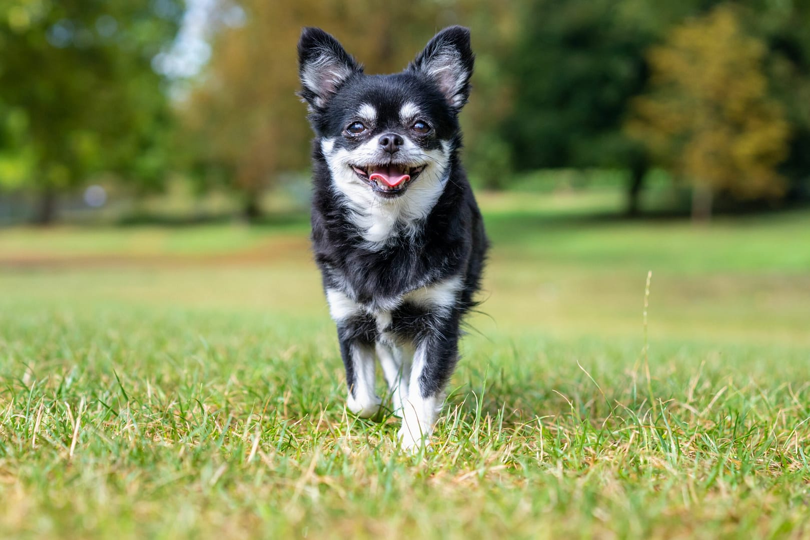 Chihuahua service dog