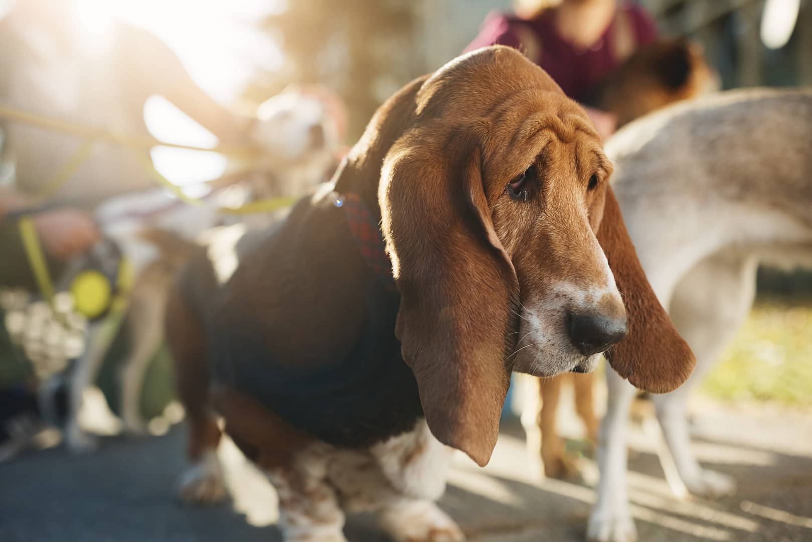 basset hound apartment dog