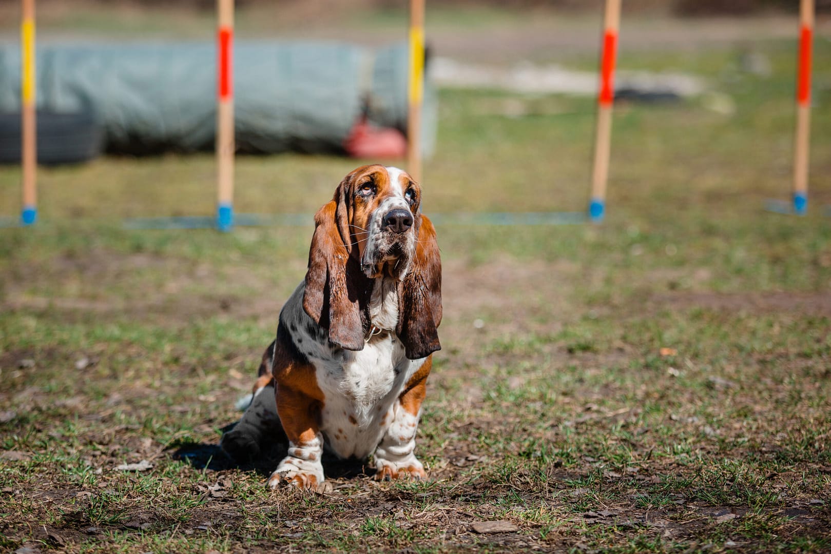 basset hound smell