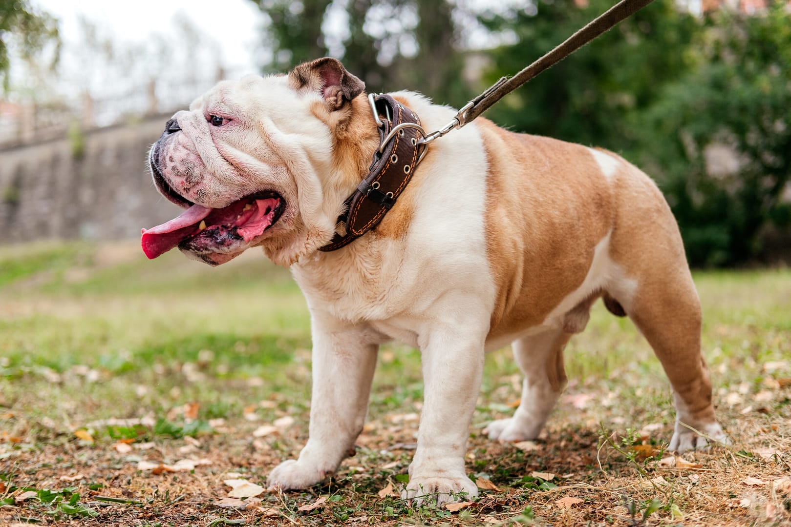 English bulldog shedding