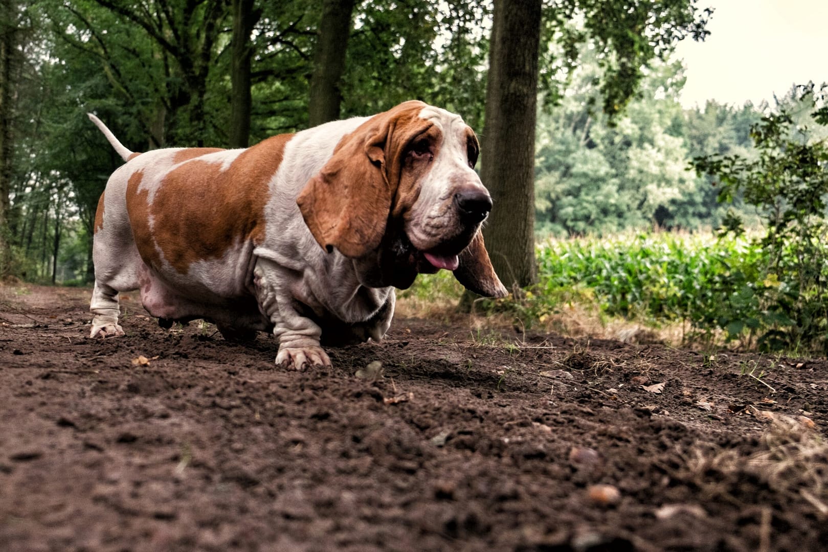 basset hound hunting