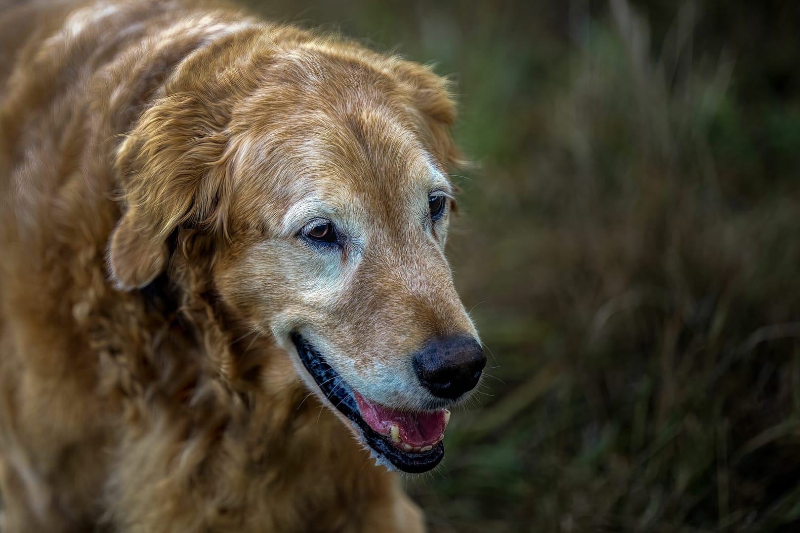 Caring for Your Aging Golden Retriever: Lifestyle Adjustments and Health Tips