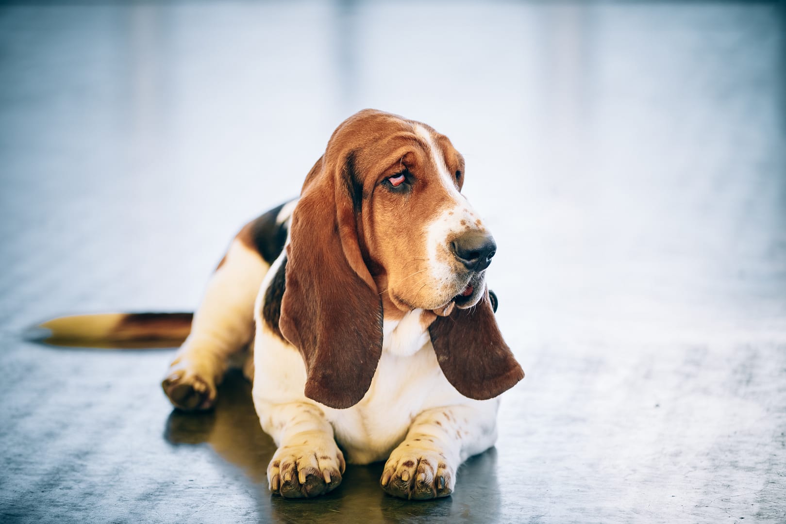 Basset Hound Lazy